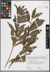 Foto von Salix daphnoides Vill. x Salix purpurea L.